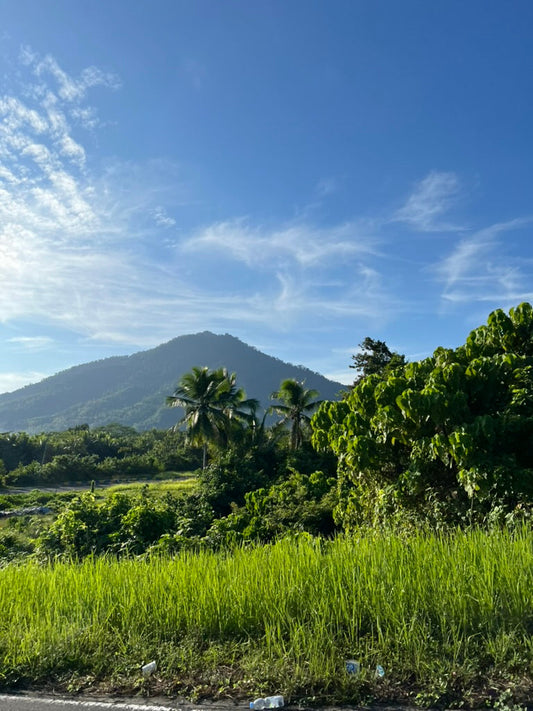 The Story Behind Our Beans