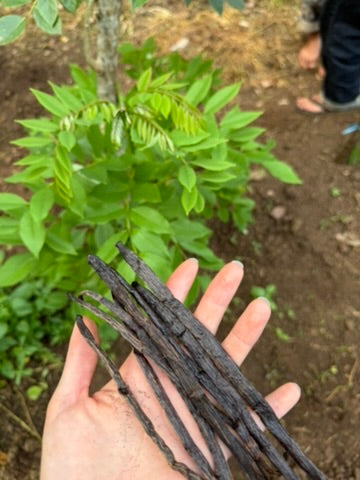 ResQ Vanilla Beans